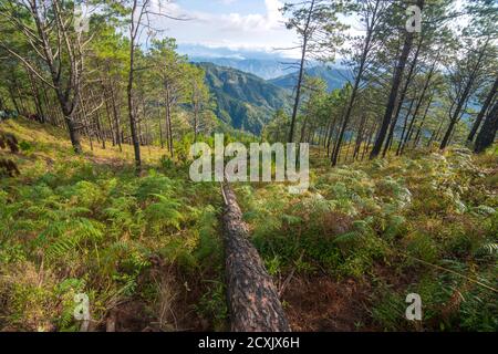 Wald in Mount ULAP, Benquet, Philippinen Stockfoto