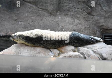 Los Angeles, Kalifornien, USA 24. September 2020 EIN allgemeiner Blick auf die Atmosphäre der Hafenrobbe im Los Angeles Zoo am 24. September 2020 in Los Angeles, Kalifornien, USA. Foto von Barry King/Alamy Stockfoto Stockfoto