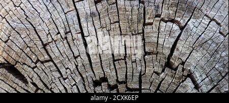 Risse und Kratzer auf grauer Holzstruktur. Abstrakter Baumstumpf Hintergrund Stockfoto
