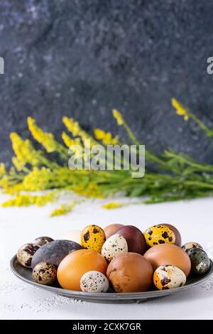 Braune und graue Hühner und Wachtel Ostereier auf Vintage Metallplatte mit gelben Blumen Bouquet über weiß und Graue Betonstruktur Backgroun Stockfoto