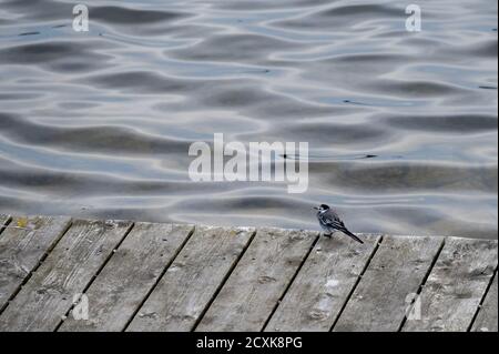 Kleiner weißer Wasservogel, der auf einem hölzernen Pier mit sitzt Weiche Wasserwellen im Hintergrund Stockfoto