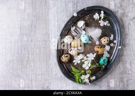 Dekor bunte Ostern Wachteleier mit Frühlingsblumen Kirsche, Moos und Vogel Feder auf Vintage Metalltablett über graue Textur Hintergrund. Draufsicht mit c Stockfoto