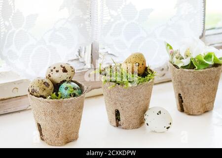 Home Decor bunte Ostern Wachteleier mit Frühlingsblumen Kirsche und Moos im kleinen Garten Töpfe über weiße Fensterbank mit Tag Lichtfenster und Vorhang Stockfoto