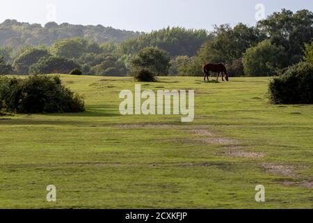 Weideland bei Sonnenschein im Hampshire New Forest Stockfoto