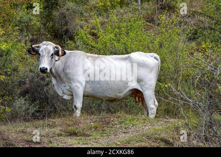 Weiße Gascon-Kuh, mit gebogenem Horn, Rinder, in der Ariege-Region in Frankreich, französische Pyrenäen Stockfoto