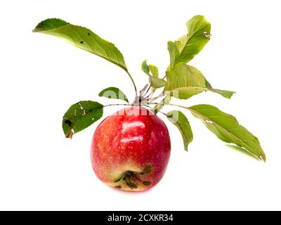 Bio-Apfel mit Blättern isoliert Stockfoto