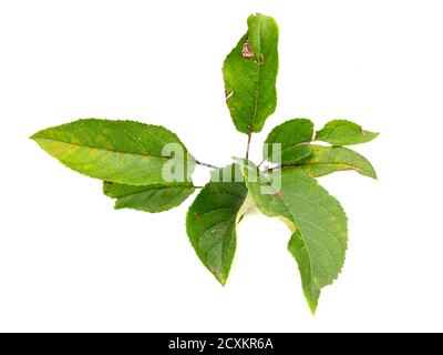 Die Blätter eines Apfelbaumes isoliert Stockfoto