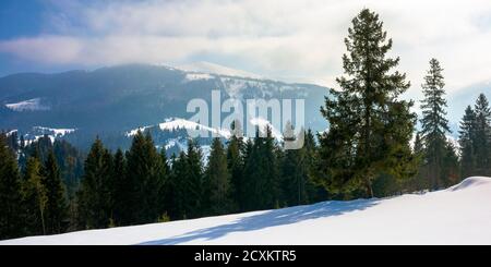 Fichtenwald auf der schneebedeckten Wiese. Schöne Winterlandschaft in den Bergen an einem sonnigen Morgen Stockfoto