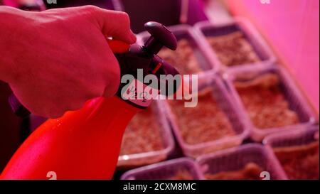 Konzept für einen essbaren Garten im Innenbereich. Man Hand Gießen Samen für Microgreens wachsen in Kunststoffbehältern mit Sprühflasche Nahaufnahme Stockfoto