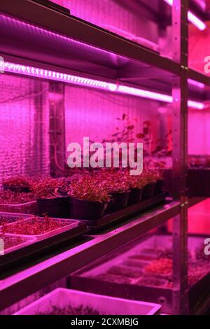 Essbarer Indoor-Garten für den Anbau von Microgreens in Containern. Keimende Gemüsepflanzen aus Samen auf Regalen in künstlichem Licht vertikal Stockfoto