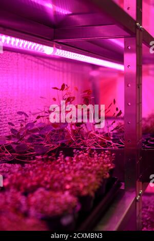 Indoor-Farm für den Anbau von Microgreens. Keimende Gemüsepflanzen aus Samen in Behältern auf Regalen in künstlichem Licht vertikal Stockfoto