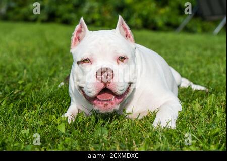 American Bully Welpe Hund liegt auf grünem Gras Stockfoto