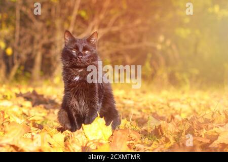 Schwarze Katze und Herbst. Porträt eines Haustieres zwischen gelben Blättern. Einäugige Katze auf dem Hintergrund von Herbstbäumen im Sonnenlicht. Stockfoto