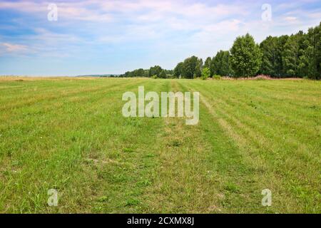 Sommerhintergrund. Eine mit Gras bewachsene Feldstraße mitten auf einer Wiese. Grasland. Stockfoto