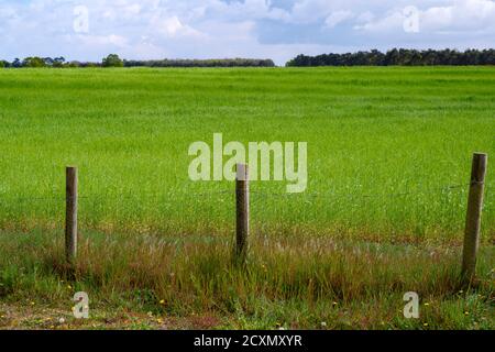 Ackerland Anbau einer Ernte zur Biogaserzeugung Stockfoto