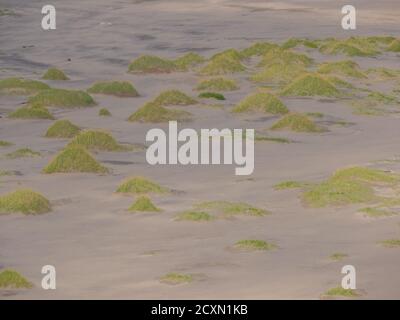 Dünen auf dem großen, sandigen, schönen Bunes Strand, Lofoten, Norwegen Stockfoto