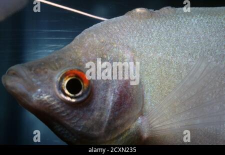 Die gewöhnliche Fischlaus Argulus foliaceus (oder Monoculus foliaceus) eine Art von Krebstieren Fischparasiten (Fischläuse), die einen Moonlight-Gourami befallen. Stockfoto