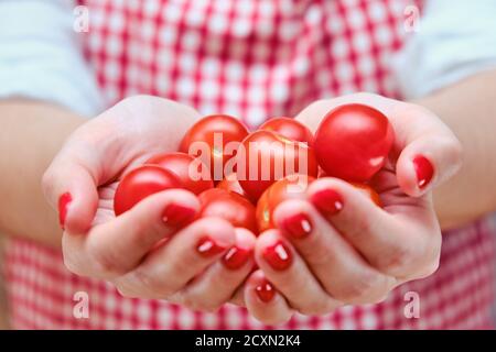 Eine Frau hält kleine rote Tomaten in ihren Händen. Kochen Mädchen Hände mit reifen Kirschtomaten Stockfoto