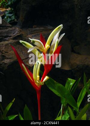 Heliconia psittacorum (Papageienschnabel, Papageienblume, Papageienblume, Papageienwegerich, falscher Paradiesvogel) ist ein mehrjähriges Kraut. Stockfoto