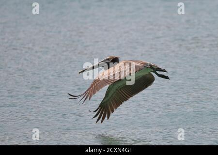 Ein brauner Pelikan (Pelecanus occidentalis) fliegt über dem Wasser in Sarasota Bay, Florida, USA Stockfoto