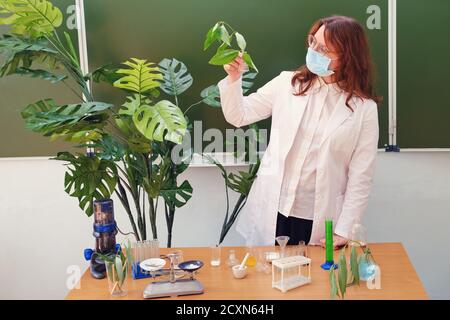 Biologin in medizinischer Maske mit grüner Pflanze in der Hand. Problemerziehung in der Schule während eines pandemischen Coronavirus Stockfoto