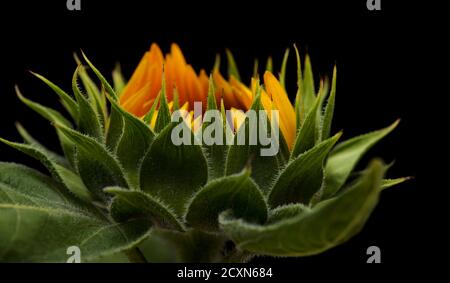 Ungeöffnete Sonnenblume isoliert auf schwarzem Hintergrund Stockfoto