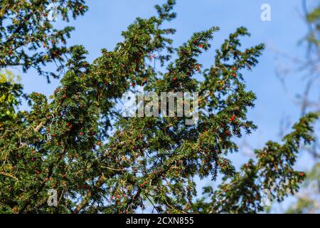 Äste aus einem Eibenbaum (Taxus baccata, Englische Eibe), einem immergrünen Nadelbaum mit roten Früchten im Herbst in West Sussex, England, UK. Stockfoto