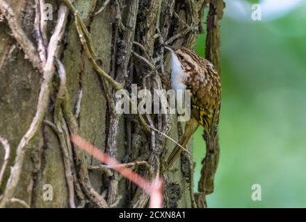 Eurasian Treecreeper Vogel (Certhia familiaris), der im Herbst einen Baumstamm hochzieht in West Sussex, England, Großbritannien. Stockfoto