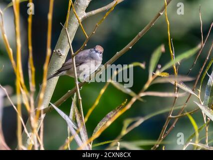 Weibliche Erwachsene Blackcap (Sylvia atricapilla), ein kleiner Vogel auf einem Zweig im Herbst in West Sussex, England, Großbritannien. Stockfoto