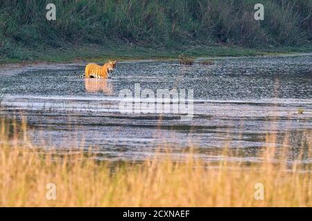 Bengal Tiger, Panthera tigris tigris, Royal Bardia National Park, Bardiya National Park, Nepal, Asien Stockfoto