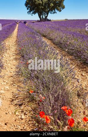 Lavendelfelder im Sommer. Guadalajara, Spanien. Landwirtschaft Stockfoto