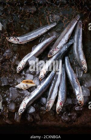 Viel rohe frische Sardellen Fische und Muscheln auf zerstoßenem Eis über alten dunklen Metall Hintergrund. Ansicht von oben. Meer Essen Hintergrundthema mit Platz für text Stockfoto