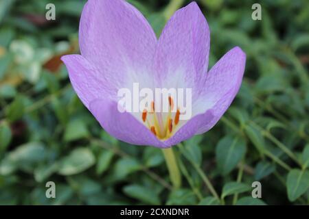 Lila Flieder Blume Nahaufnahme Seite oder Draufsicht saisonal Blume Phlox Stockfoto