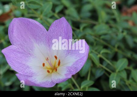 Lila Flieder Blume Nahaufnahme Seite oder Draufsicht saisonal Blume Phlox Stockfoto