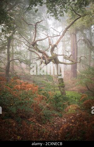 Ein nebliger herbstlicher Morgen in einem englischen Wald. Eine knorrige und verdrehte tote Eiche steht in einer Lichtung, die in den leeren Raum reicht. Stockfoto