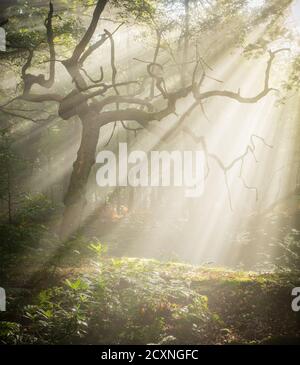 Lebendige Lichtwellen durch die Zweige eines verdrehten Tote Eiche an einem nebligen Herbstmorgen in englischer Sprache Waldgebiet Stockfoto