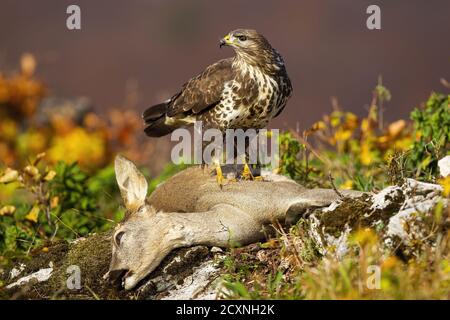 Erwachsene gemeiner Bussard, der im Herbst auf einer toten Rehe steht. Stockfoto