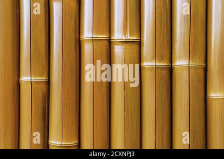 Textur der Wand aus Bambus im Vollbildmodus als Hintergrund. Stockfoto
