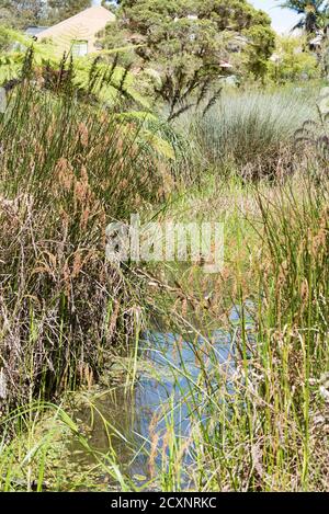 White's Creek Wetland leitet Sturmwasser in einheimische Pflanzen ab Teiche, die überschüssigen Stickstoff fangen und bieten einen Lebensraum für Einheimische Wildtiere Stockfoto