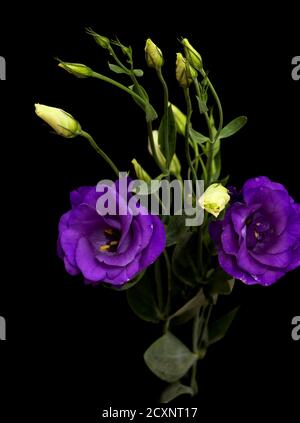 Ein verzweigter Stamm aus dunkelviolettem Lisianthus, isoliert auf schwarz Hintergrund Stockfoto