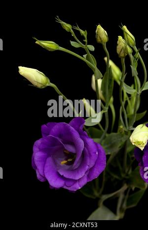 Ein verzweigter Stamm aus dunkelviolettem Lisianthus, isoliert auf schwarz Hintergrund Stockfoto