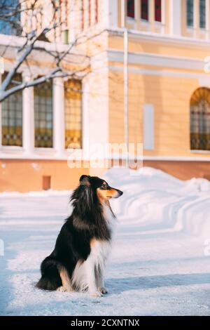 Shetland Sheepdog, Sheltie, Collie Sitzt Auf Dem Boden In Snowy Street. Wintersaison Stockfoto