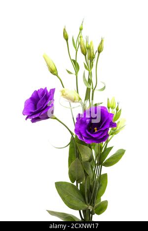 Ein verzweigter Stamm aus dunkelviolettem Lisianthus, isoliert auf Weiß Hintergrund Stockfoto