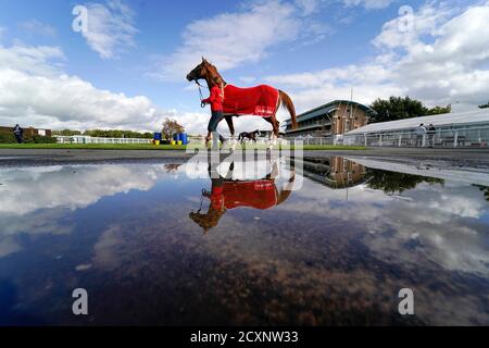 Vor dem ersten Rennen des Tages auf der Warwick Racecourse, Warwick, streckt ein Pferd seine Beine im Pre-Parade Ring. Stockfoto