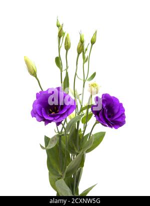 Ein verzweigter Stamm aus dunkelviolettem Lisianthus, isoliert auf Weiß Hintergrund Stockfoto