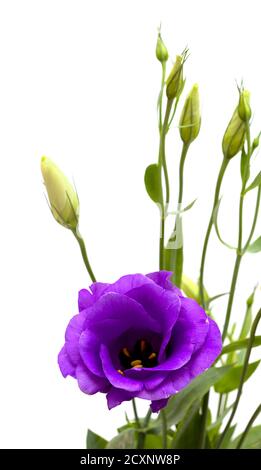 Ein verzweigter Stamm aus dunkelviolettem Lisianthus, isoliert auf Weiß Hintergrund Stockfoto