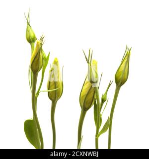 Ein verzweigter Stamm aus dunkelviolettem Lisianthus, isoliert auf Weiß Hintergrund Stockfoto