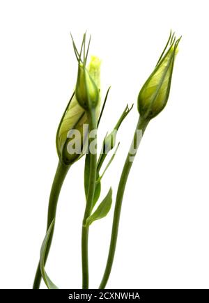 Ein verzweigter Stamm aus dunkelviolettem Lisianthus, isoliert auf Weiß Hintergrund Stockfoto