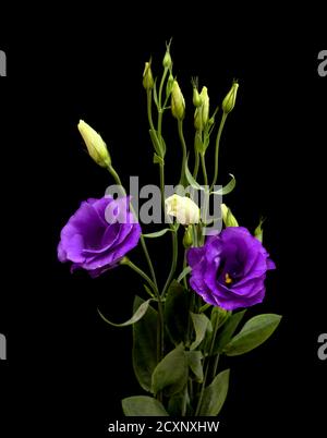 Ein verzweigter Stamm aus dunkelviolettem Lisianthus, isoliert auf schwarz Hintergrund Stockfoto