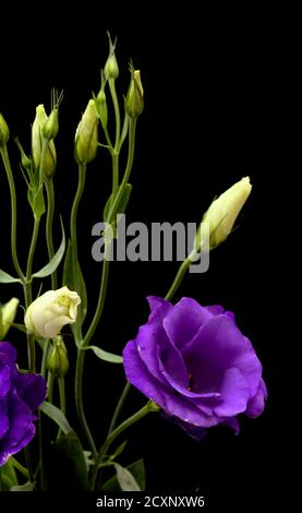 Ein verzweigter Stamm aus dunkelviolettem Lisianthus, isoliert auf schwarz Hintergrund Stockfoto